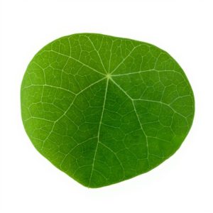 Cepharanthine natural alkaloid from Stephania cepharantha plant extract